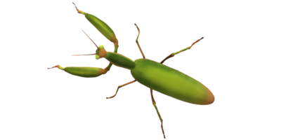 Orando mantis aislado en un transparente antecedentes png