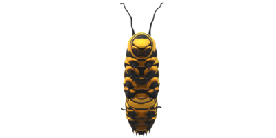 Caterpillar isolated on a Transparent Background png