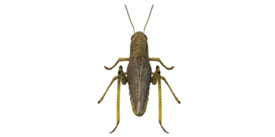 Grasshopper isolated on a Transparent Background png