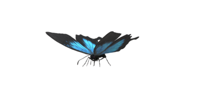 Butterfly isolated on a Transparent Background png