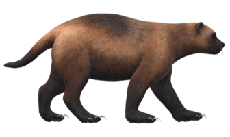 Wolverine isolated on a Transparent Background png