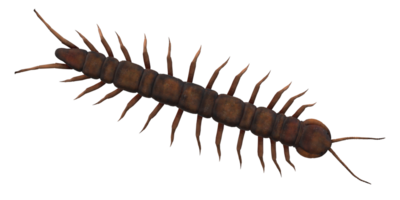 Centipede isolated on a Transparent Background png