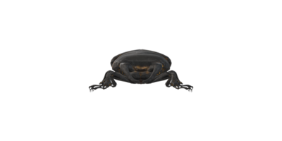 Stag Beetle isolated on a Transparent Background png