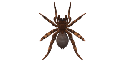 Trapdoor Spider isolated on a Transparent Background png