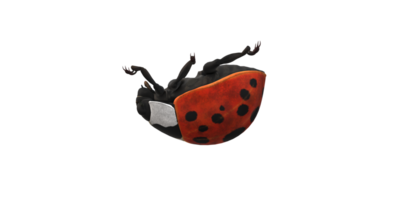 coccinelle isolé sur une transparent Contexte png