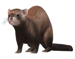 furet isolé sur une transparent Contexte png