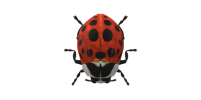 coccinelle isolé sur une transparent Contexte png