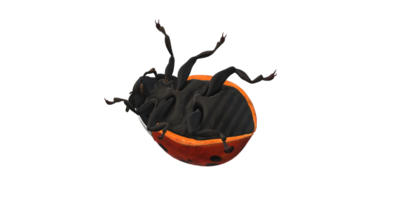 Ladybug isolated on a Transparent Background png