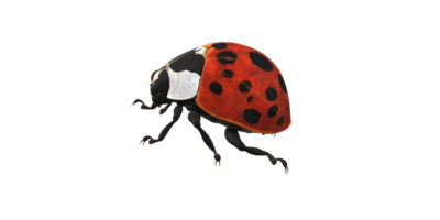 coccinelle isolé sur une transparent Contexte png