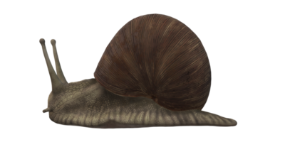 Schnecke isoliert auf ein transparent Hintergrund png