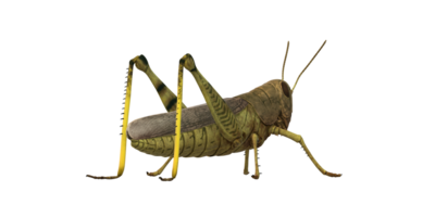 Grasshopper isolated on a Transparent Background png