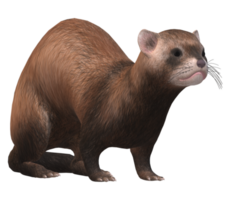 Ferret isolated on a Transparent Background png