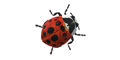 coccinelle isolé sur une transparent Contexte png