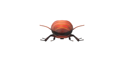 Oriental Cockroach isolated on a Transparent Background png