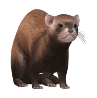 Ferret isolated on a Transparent Background png