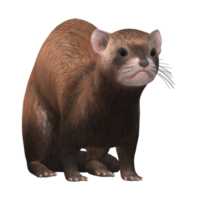 furet isolé sur une transparent Contexte png