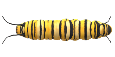 Caterpillar isolated on a Transparent Background png