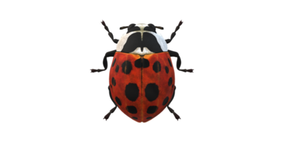 coccinelle isolé sur une transparent Contexte png