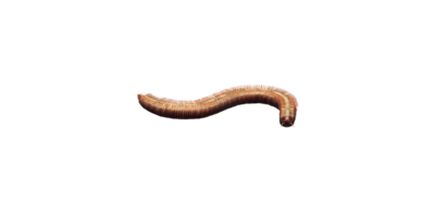 Millipede isolated on a Transparent Background png