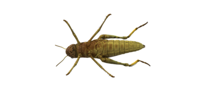 Grasshopper isolated on a Transparent Background png