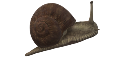 caracol aislado en un transparente antecedentes png