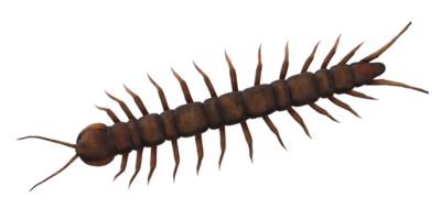 Centipede isolated on a Transparent Background png