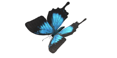 Butterfly isolated on a Transparent Background png