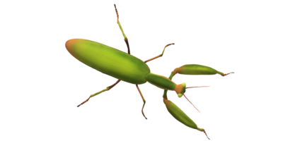 Praying Mantis isolated on a Transparent Background png