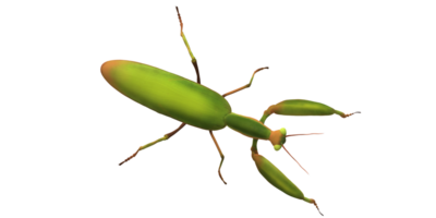 Orando mantis aislado en un transparente antecedentes png