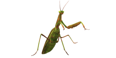 Orando mantis aislado en un transparente antecedentes png