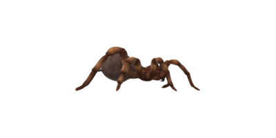 alçapão aranha isolado em uma transparente fundo png