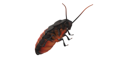 orientalisk kackerlacka isolerat på en transparent bakgrund png