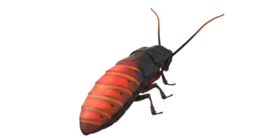 Oriental Cockroach isolated on a Transparent Background png