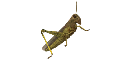 Grasshopper isolated on a Transparent Background png