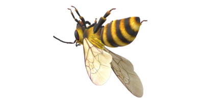 Bee isolated on a Transparent Background png