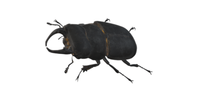 cerf scarabée isolé sur une transparent Contexte png