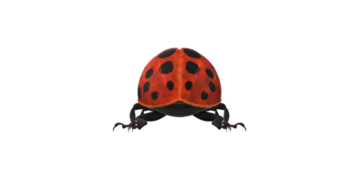 coccinelle isolé sur une transparent Contexte png