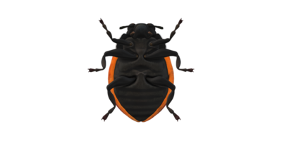 coccinelle isolé sur une transparent Contexte png