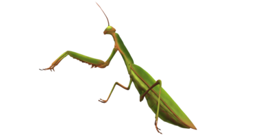 Orando mantis aislado en un transparente antecedentes png