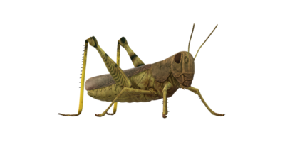 Grasshopper isolated on a Transparent Background png