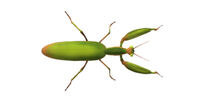 Orando mantis aislado en un transparente antecedentes png