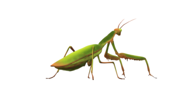 Orando mantis aislado en un transparente antecedentes png