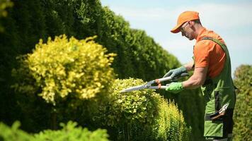 Frühling Pflanzen Trimmen durch Fachmann kaukasisch Gärtner. video