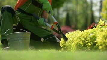 agricultura indústria. jardineiro aparar plantas usando jardim tesoura. fechar-se vídeo. video