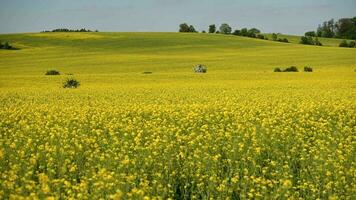 Panorama- Aussicht von Hügel und golden Feld von Raps auf sonnig Sommer- Tag. video