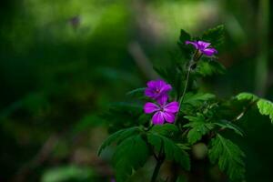 A wild delicate lilac Herb-Robert flower on a dark green blurred background. photo