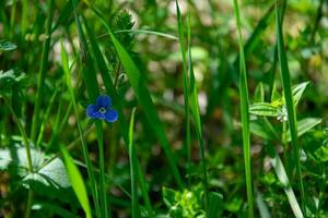 Blue wild flower on a green blurred background. Forest flowers. photo