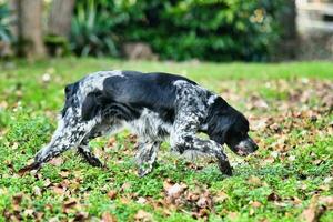 A dog playing photo