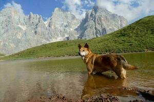 A dog in the water photo