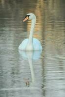 noble cisne blanco foto